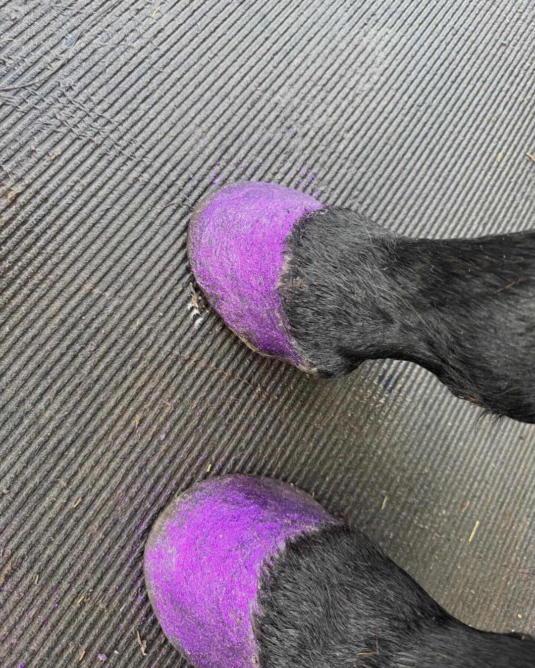 Gallop Glitter Hoof Kit