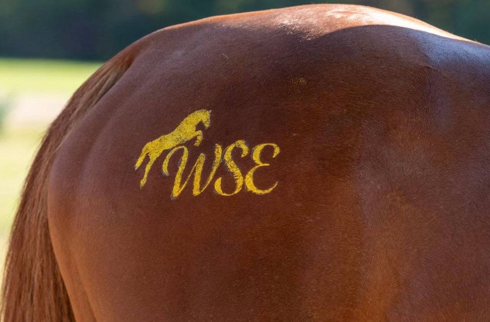 jumping horse barn logo on horse