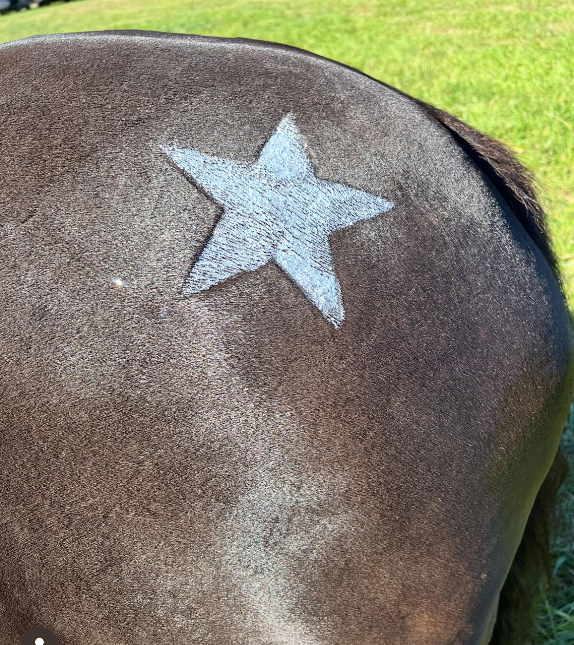 Star Stencil Kit on Horse - Star