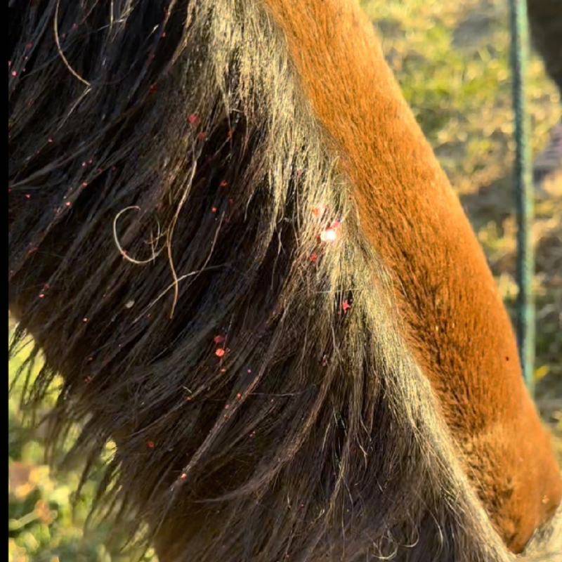 Horse with Gallop Glitter Mane and Tail Gel sparkling in the sun