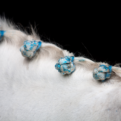 Close-up of a white horse with blue decorative hair ties on a black background