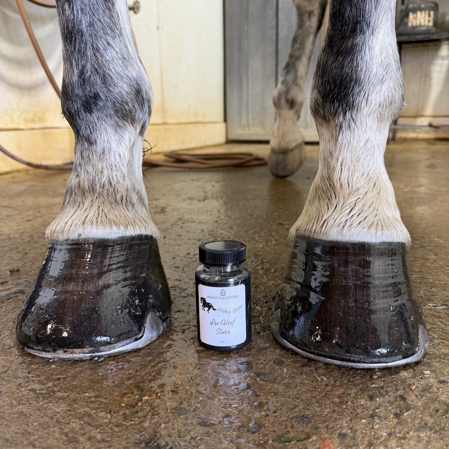 Horse hooves with a small jar of hoof care product on a concrete floor.