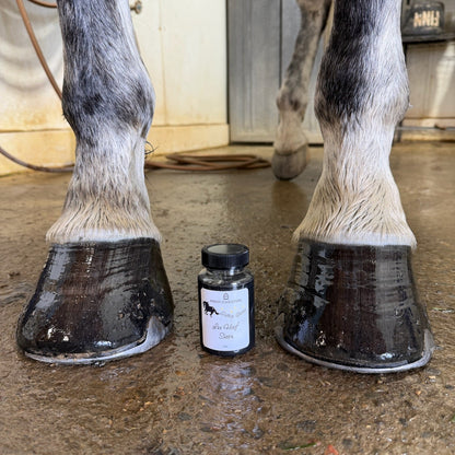 Horse hooves with a small jar of hoof care product on a concrete floor.