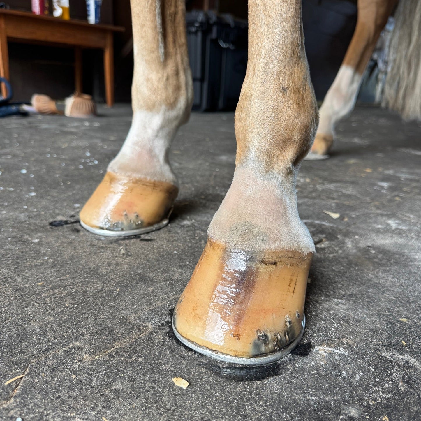 Close-up of a horse's hooves on a concrete floor with a blurred background.