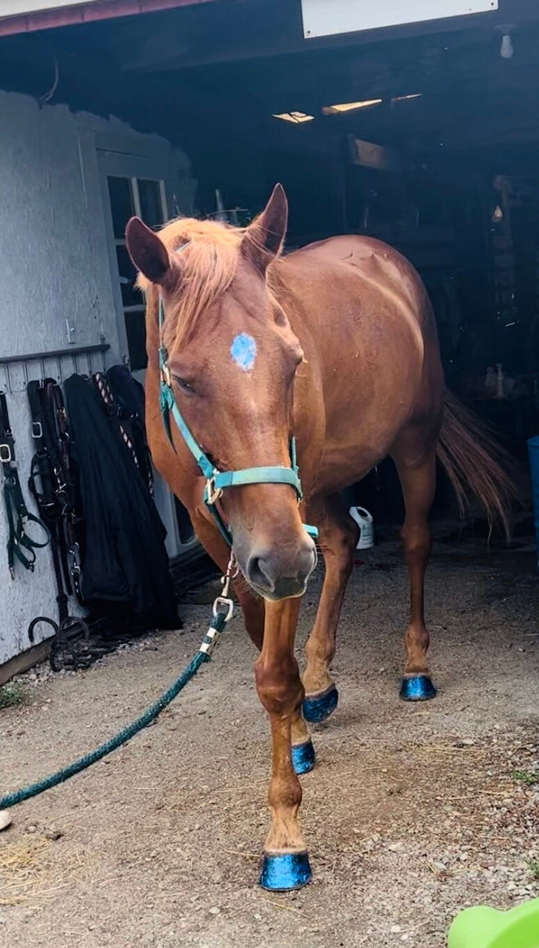 horse walking out of barn wearing blue gallop glitter hoof polish