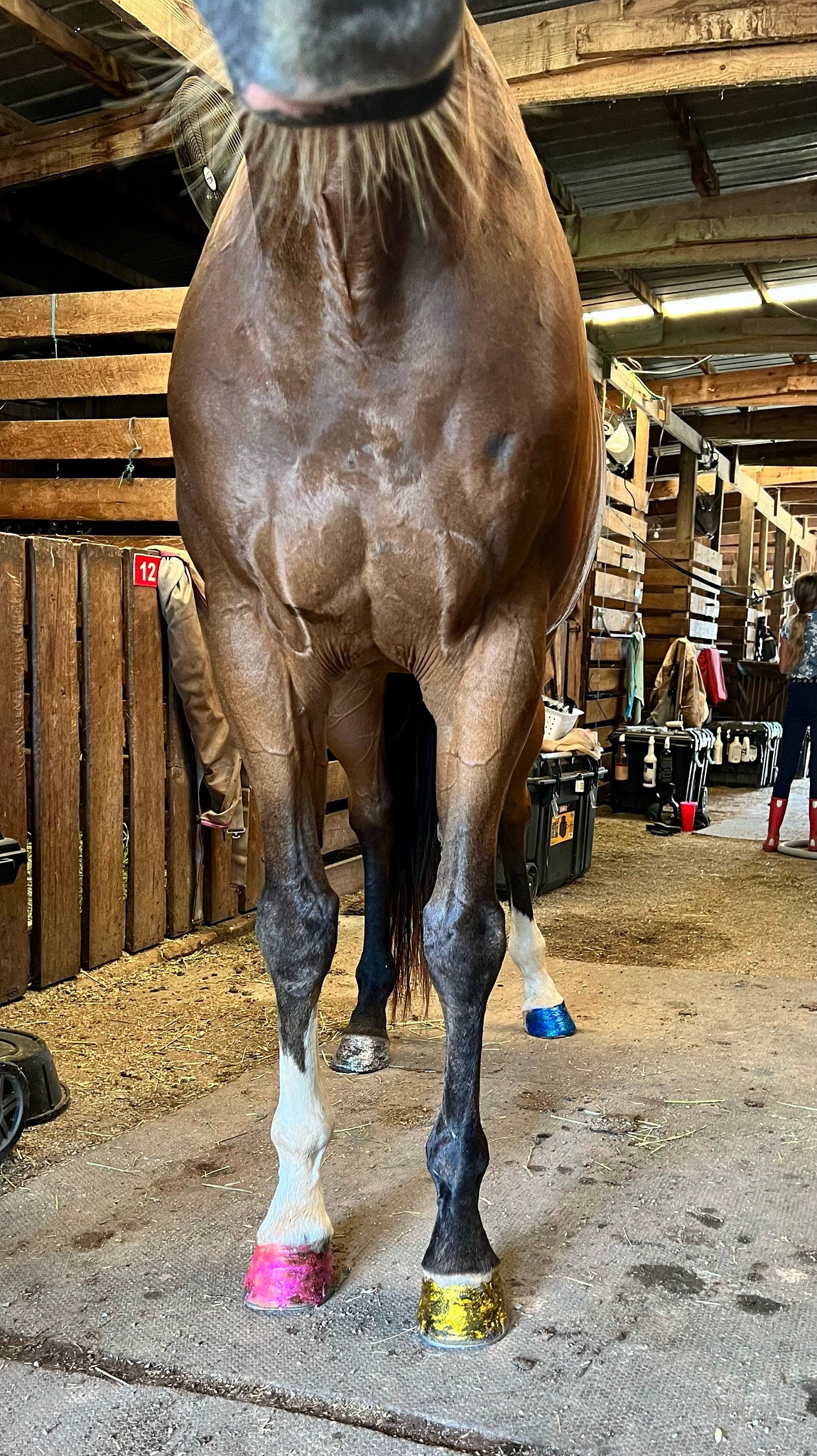 Horse with multicolor hoof polish on in blue pink gold and silver